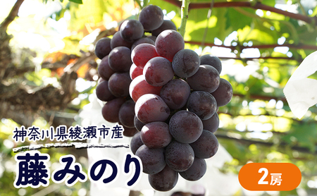 大玉 ぶどう 藤みのり 2房 セット 詰め合わせ 高級品種 ブドウ 葡萄 果物 くだもの フルーツ 藤稔り 旬の果物 旬のフルーツ 季節の果物 季節のフルーツ 産地直送 ギフト 贈り物 プレゼント 神奈川 神奈川県 綾瀬市