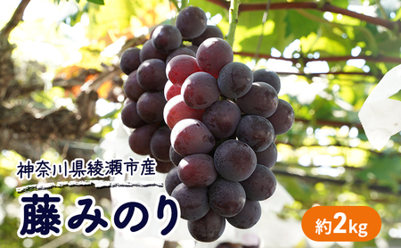 大玉 高級品種ぶどう 藤みのり 約2kg ぶどう 藤稔 神奈川県 綾瀬市産  果物 フルーツ 最高級 品質 甘い 産地直送 果汁 贈り物 ギフト 