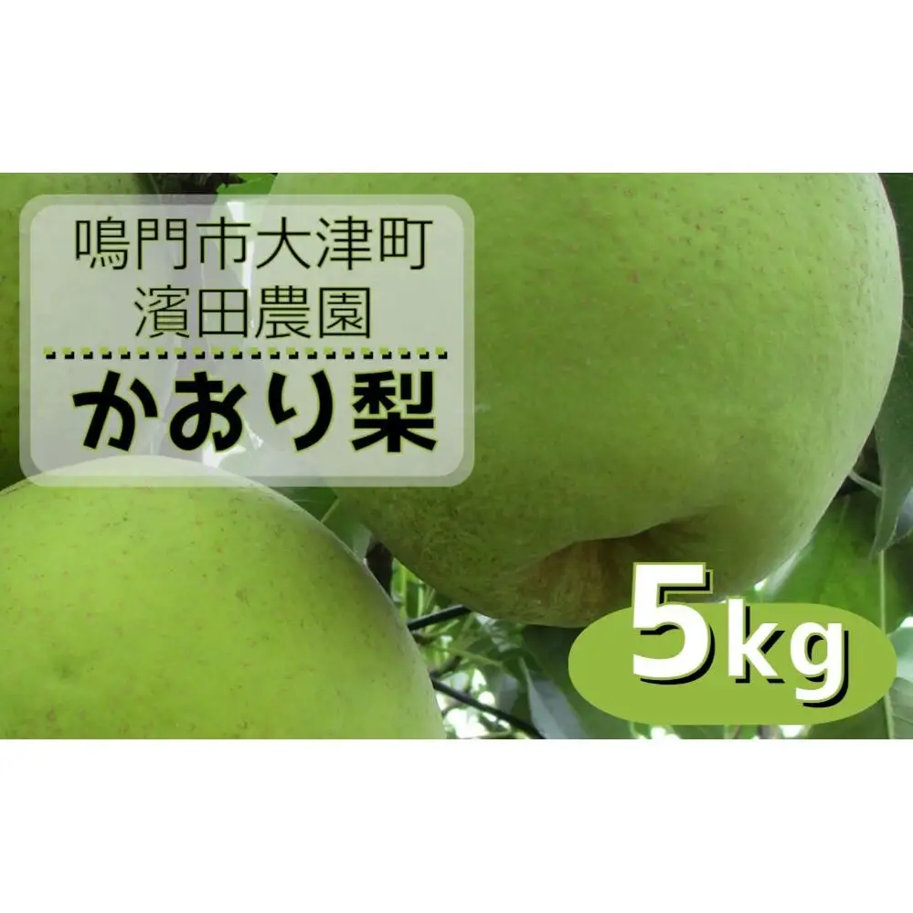 【予約受付中】【9月上旬～中旬より順次発送】【濱田農園】 かおり梨 約5kg 【数量限定】
