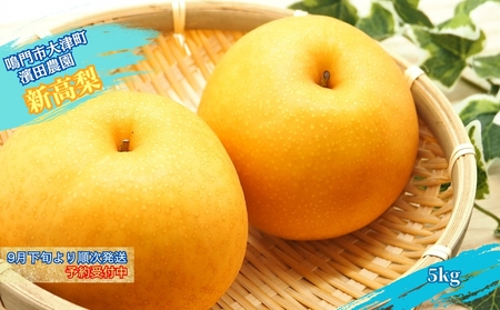 【予約受付中】【9月下旬～10月上旬より順次発送】【濱田農園】 新高梨 約5kg 【数量限定】フ