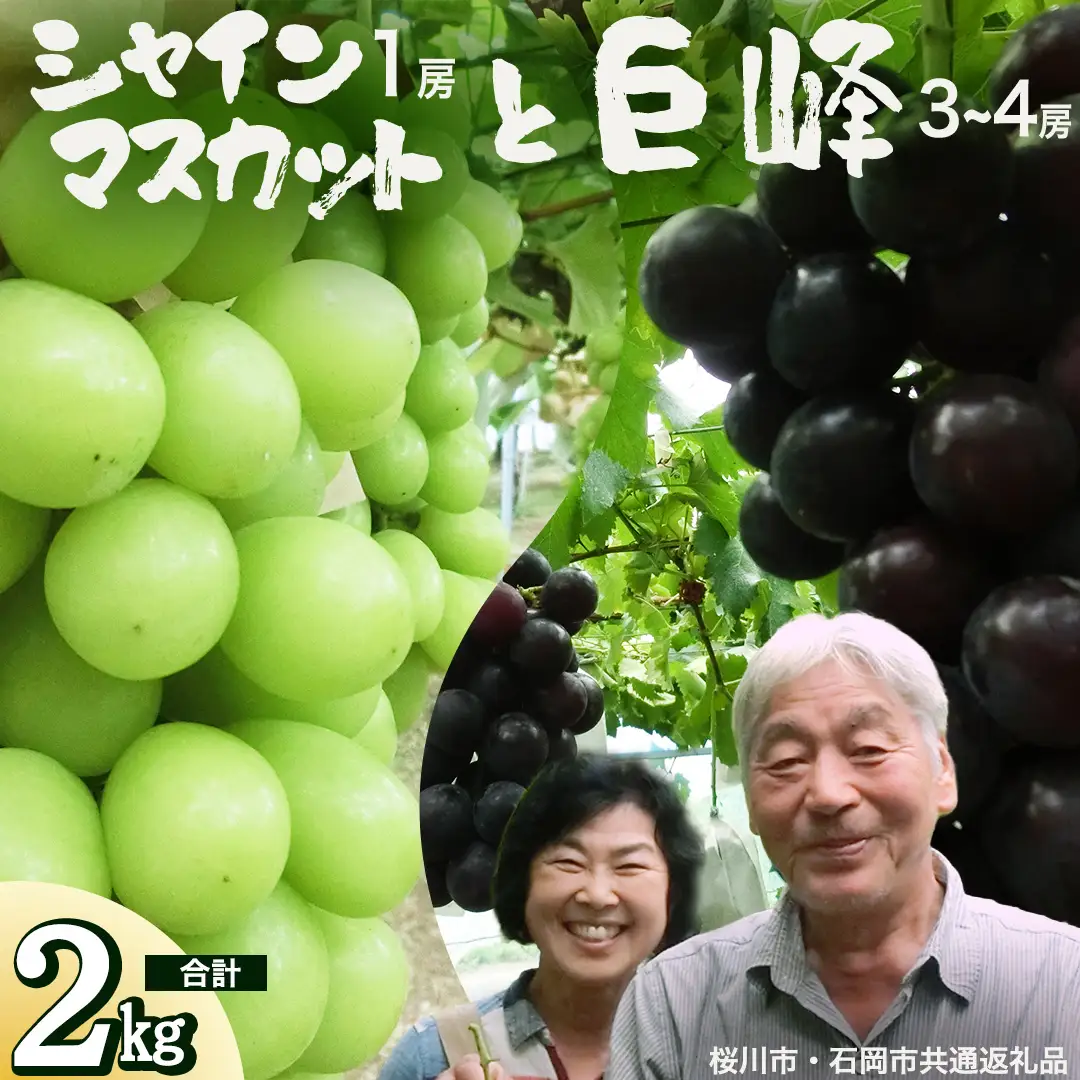 シャインマスカット＆巨峰セット 合計 約2kg (桜川市・石岡市共通返礼品） 2026年9月上旬発送開始 開田ぶどう園 産地直送 フルーツ 甘い 直送 茨城 限定 ギフト ぶどう シャインマスカット 果物 [DO007sa]