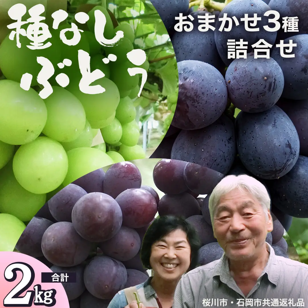 おまかせ 種なし葡萄 3種 詰め合わせ 約2kg (桜川市・石岡市共通返礼品） 2026年9月中旬発送開始 開田ぶどう園 産地直送 フルーツ 甘い 直送 茨城 限定 ギフト ぶどう シャインマスカット ナガノパープル 果物 [DO010sa]