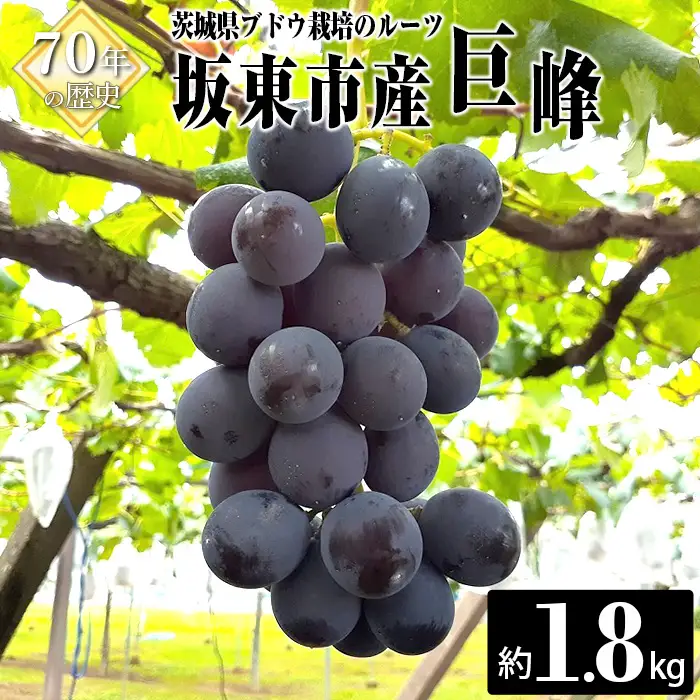岩井の巨峰（令和8年産）約1.8kg No.235