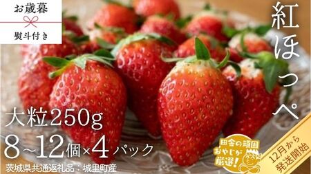 【 お歳暮 熨斗付 】紅ほっぺ〈いちご〉 大粒 250g（8～12粒）×4パック【2026年12月から発送開始】（茨城県共通返礼品 [いちご]：城里町産） ギフト 贈答 フルーツ 果物