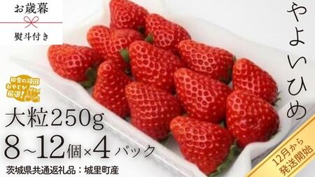 【 お歳暮 熨斗付 】やよいひめ〈いちご〉大粒 250g（8～12粒）×4パック【2026年12月から発送開始】（茨城県共通返礼品 [いちご]：城里町産） ギフト 贈答 フルーツ 果物