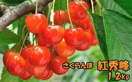 さくらんぼ 1.2kg 紅秀峰 サクランボ