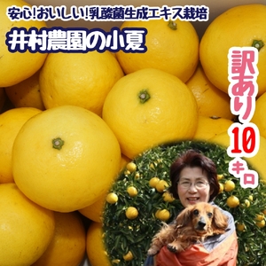令和9年4月中旬以降発送 家庭用だけど家庭用じゃない!? 訳あり 小夏 10kg 日向夏 みかん ミカン 柑橘 フルーツ 果物 果実 こなつ コナツ ニューサマーオレンジ おいしい 美味しい ワケアリ 自宅用 ご家庭用 高知 井村農園【R01493】
