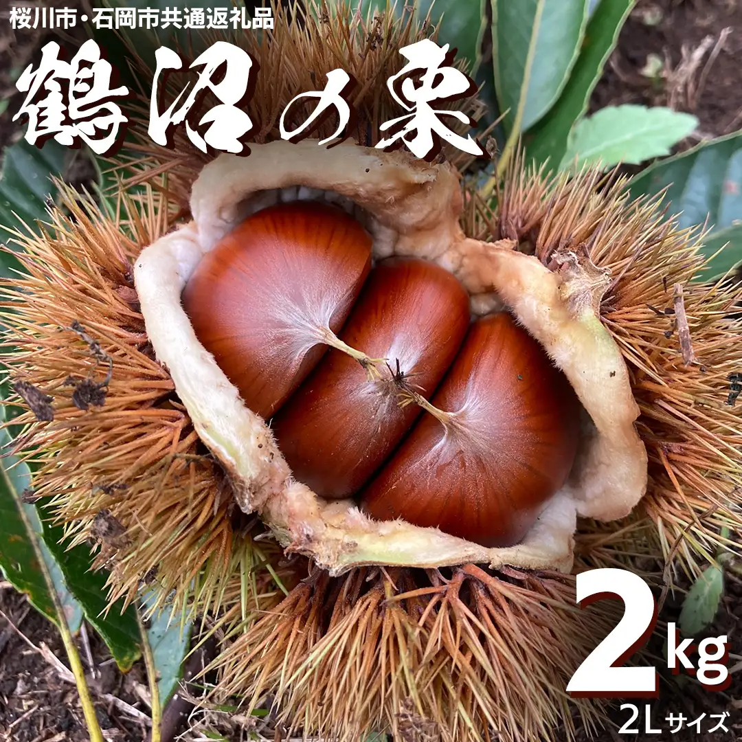 鶴沼 の 栗 2kg (桜川市・石岡市共通返礼品) 和栗 国産栗 くり 栗 生栗 先行予約 2026年9月上旬発送開始 オーガニック肥料 果じゅまる園 [DQ002sa]