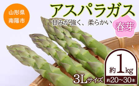 【令和9年産先行予約】 アスパラガス (春芽) 約1kg (3Lサイズ 約20～30本前後) 《令和9年5月～発送》 『生産者 吉田 太一』 山形南陽産 農家直送 山形県 南陽市 [1526]