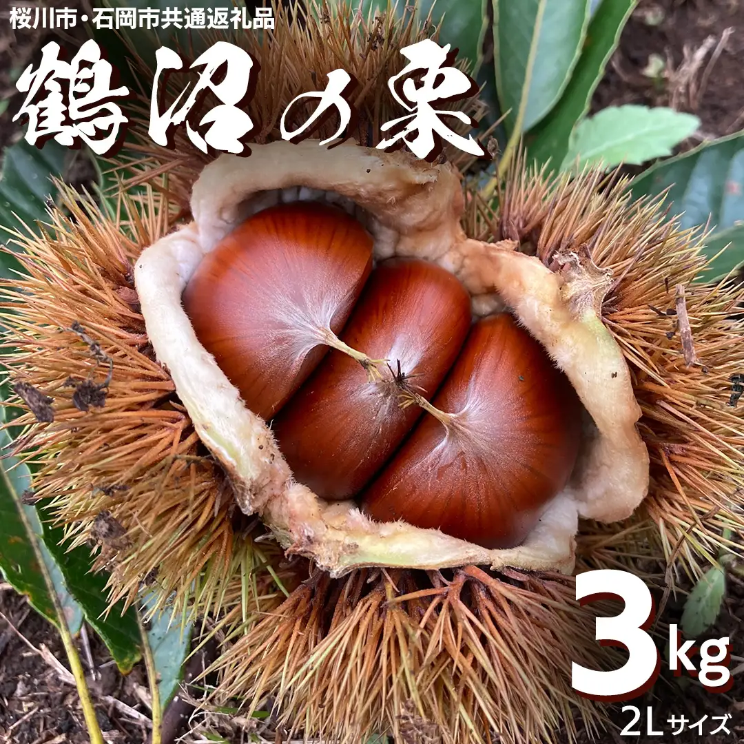 鶴沼 の 栗 3kg (桜川市・石岡市共通返礼品) 和栗 国産栗 くり 栗 生栗 先行予約 2026年9月上旬発送開始 オーガニック肥料 果じゅまる園 [DQ003sa]