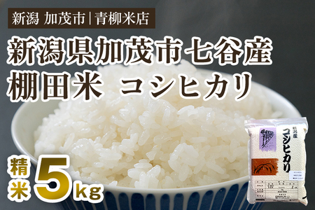 【令和8年産新米先行予約】新潟産コシヒカリ 加茂市七谷産 棚田米 精米5kg《9月下旬～順次出荷》 白米 真空パック 青柳米店