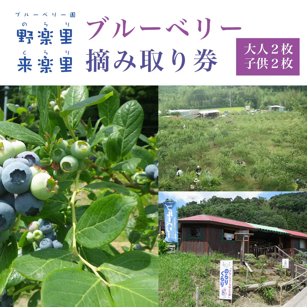 【先行予約】ブルーベリー園のらりくらり摘み取り券（大人２枚・子供２枚） KCA004