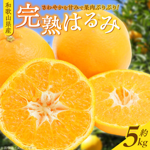 【2027年先行予約】果肉ぷりぷり! 完熟 はるみ 5kg_G7056