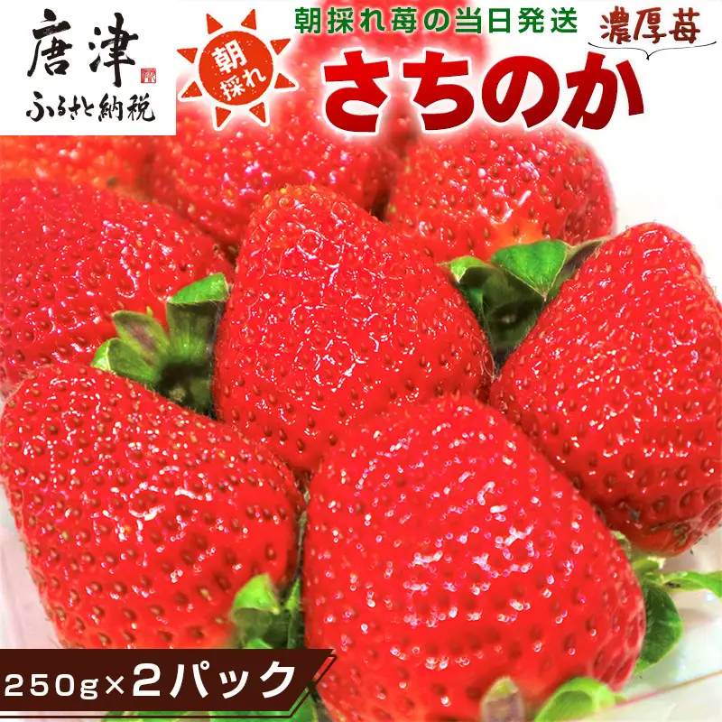 『先行予約』【令和9年1月より順次発送】濃厚苺 さちのか 250g×2パック(合計500g)