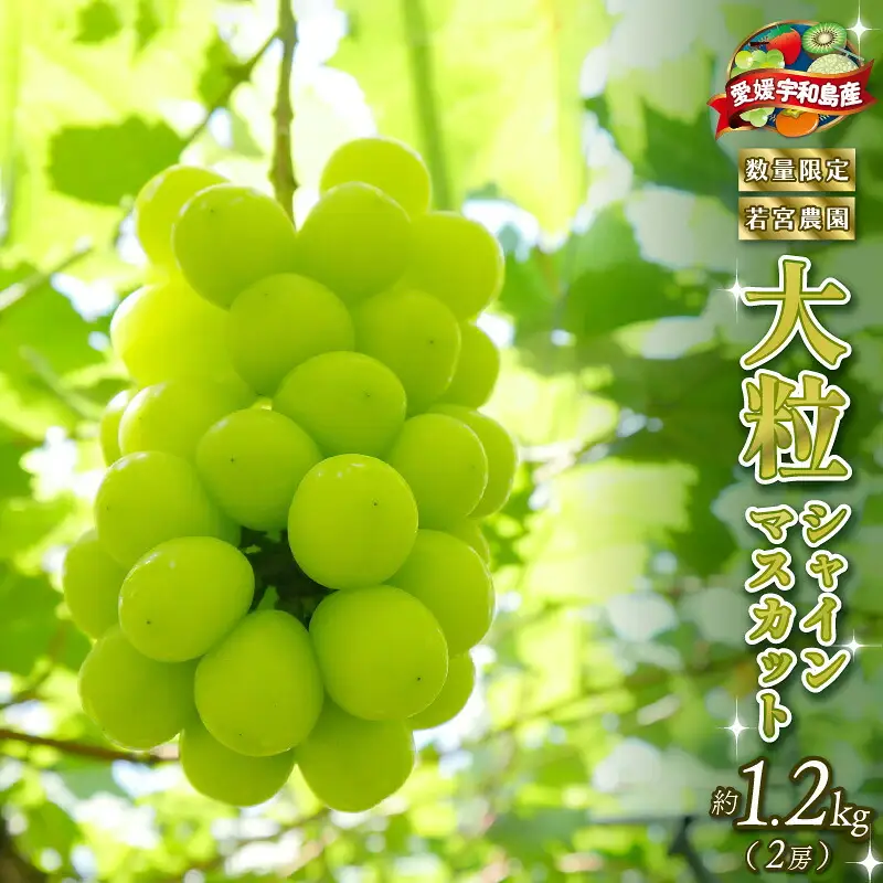 数量限定 大粒 種無し シャインマスカット 約1.2kg 2房 若宮農園 冷蔵便 期間限定 甘い マスカット ますかっと ぶどう ブドウ 葡萄 産地直送 農家直送 高級 人気 果物 くだもの フルーツ 贈答用 プレゼント 国産 愛媛 宇和島 F016-152001