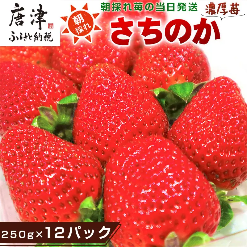 『先行予約』【令和9年1月より順次発送】濃厚苺 さちのか 250g×12パック(合計3kg)