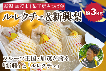 【2026年先行予約】新潟特産 幻の洋梨ル・レクチェ＆新興梨 詰合せセット 約3Kg （ル・レクチェ：5玉　新興梨：3玉） 《11月下旬以降発送》しんこう 梨工房みつば会