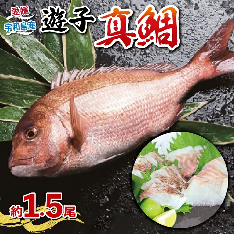 真鯛セット 遊子支所 真鯛 D012-022004