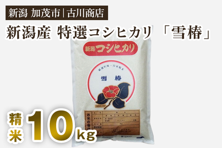 【令和7年産】新潟県産 特選コシヒカリ「雪椿」精米10kg 白米