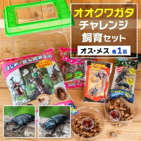 オオクワガタチャレンジ飼育セット(オス・メス各1匹)【オス70mm以上】_   _【1412783】