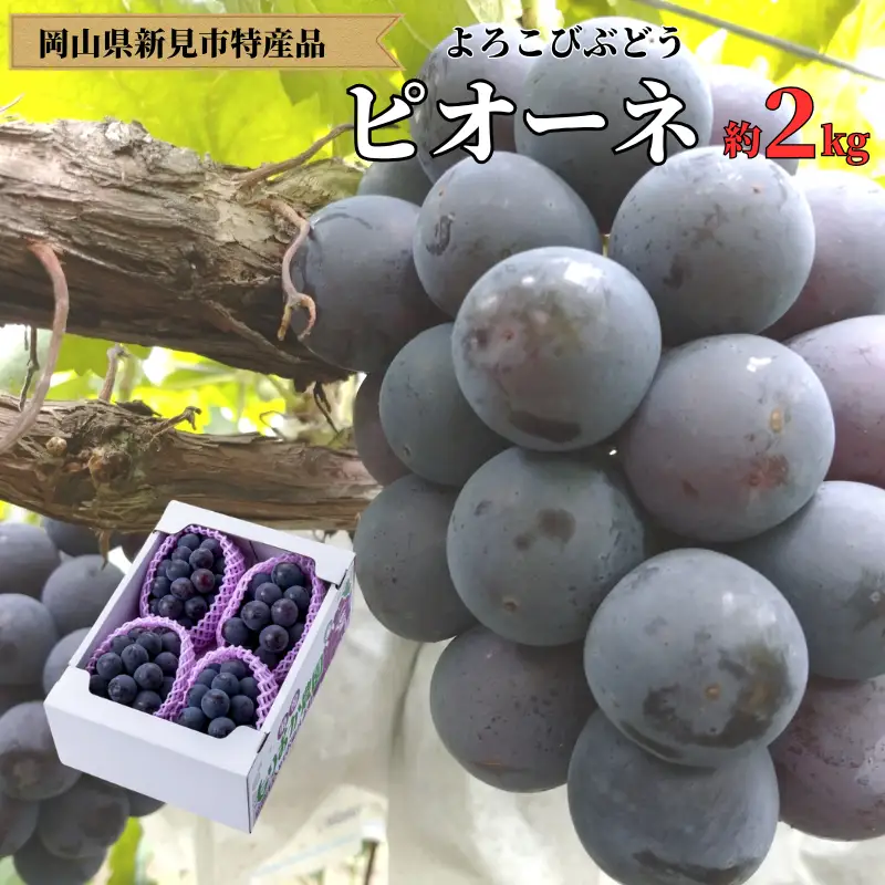 ピオーネ 約2kg 3～4房 岡山県新見市 もりおか農園 よろこびぶどう 【先行予約 2026年9月上旬から順次発送】