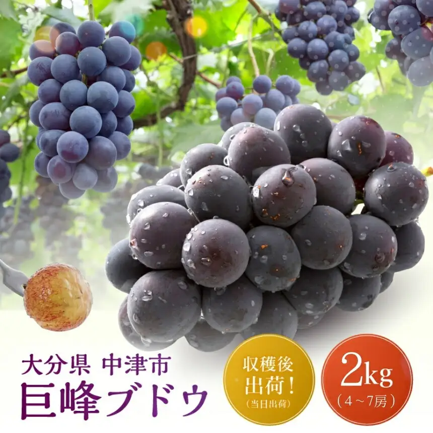 【先行予約】巨峰ブドウ 約2kg (4～7房) 種あり | ぶどう 果物 フルーツ 産地直送 甘い 大分県産 九州産 中津市 国産 送料無料