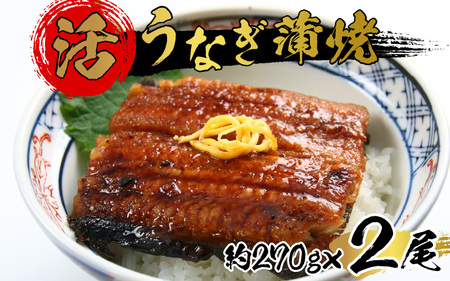 国産 活うなぎ蒲焼 有頭 約270g 2尾 2～4人前《ご寄付後、発送直前にひとつひとつ手焼き！》 [C-044001]