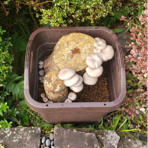 ひらたけの原木プランター栽培完成品