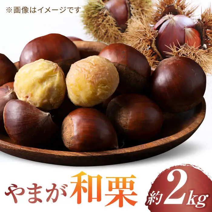 【先行予約】やまが和栗 利平 約2kg【鹿本農業協同組合】[ZAG003]
