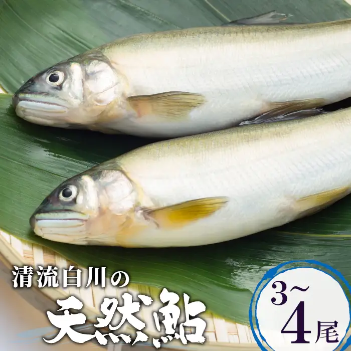 《数量限定》清流白川の天然鮎 3～4匹 18cm前後 塩焼き BBQ 鮎 あゆ アユ 川魚 鮮魚 生魚 活魚　新鮮 魚 さかな 岐阜天然 清流 岐阜県産 冷凍 東白川村