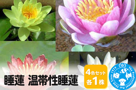 睡蓮 温帯性睡蓮 4色セット×各1株