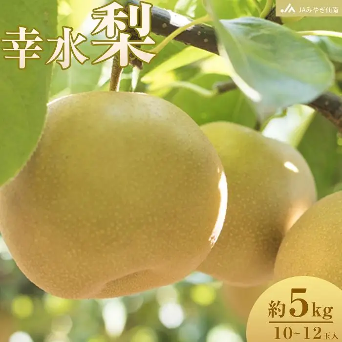 【JAみやぎ仙南】梨「幸水」約5kg (10～12玉入)【旬のフルーツ、果物、旬のなし、新鮮梨、梨、幸水なし】