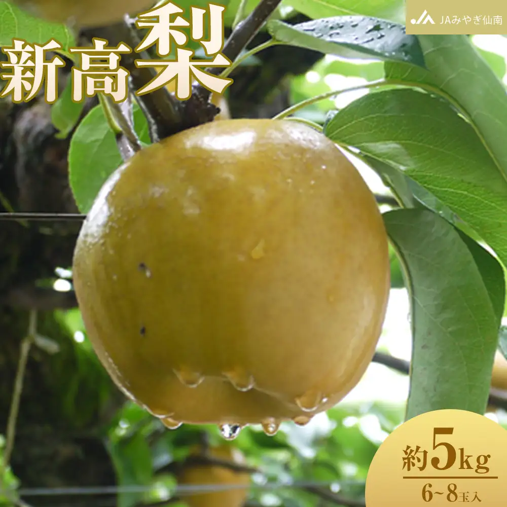 【JAみやぎ仙南】梨「新高」約5kg (6～8玉入) ｜ 梨 角田