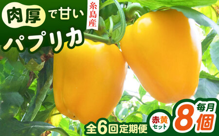【全6回定期便】肉厚 パプリカ 8個 福岡県 糸島市 / シーブ 野菜 やさい [AHC064]