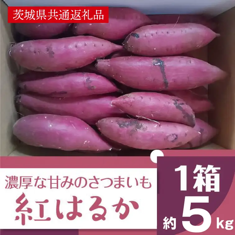 2025年度産 濃厚な甘みさつまいも 紅はるか5kg【茨城県共通返礼品/行方市】【さつまいも サツマイモ 芋 お芋 甘い ねっとり 美味しい 大量 茨城県 北茨城市 】(AK201)