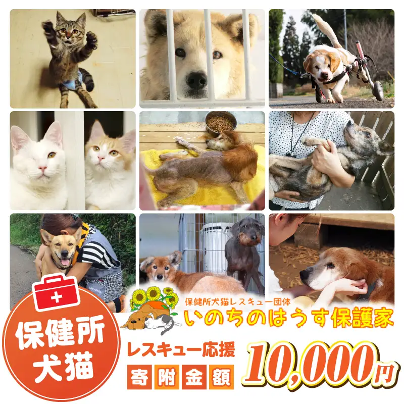 保健所犬猫レスキュー【返礼品なしのご寄附】犬 猫 保護 レスキュー 動物愛護 返礼品なし ペット 保護犬 保護猫 支援 応援 ボランティア_kn101-002