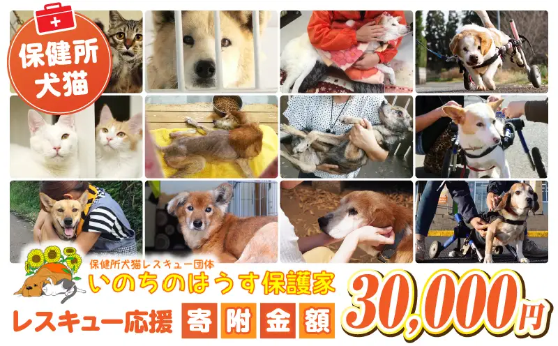 保健所犬猫レスキュー【返礼品なしのご寄附】_a0623_in