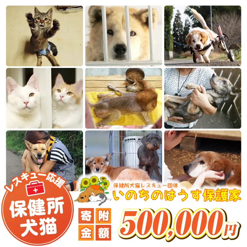 保健所犬猫レスキュー【返礼品なしのご寄附】犬 猫 保護 レスキュー 動物愛護 返礼品なし ペット 保護犬 保護猫 支援 応援 ボランティア