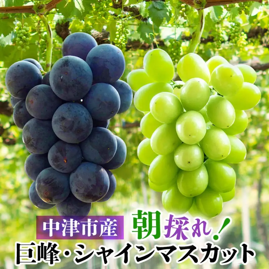 【数量・期間限定】 中津産の巨峰とシャインマスカット中野観光ぶどう園 | 果物 フルーツ ぶどう シャインマスカット 巨峰 産地直送 大分県 中津市