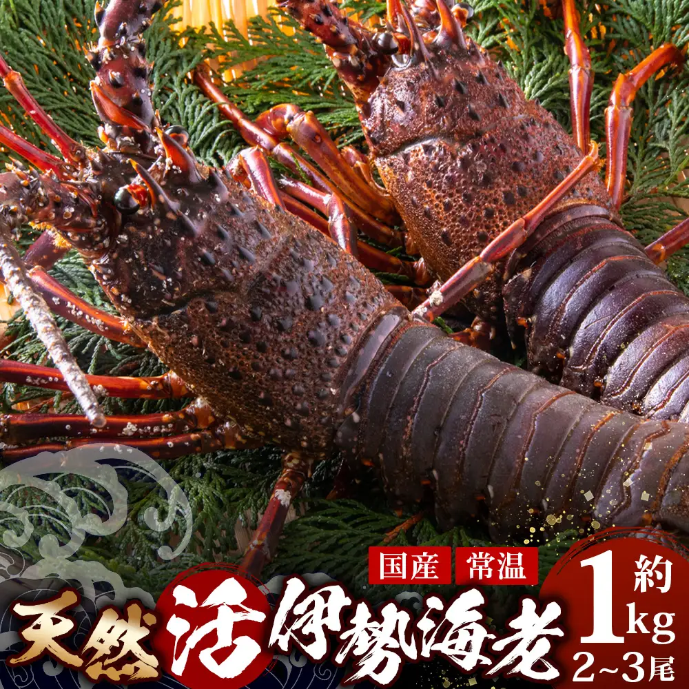 【数量限定・先行予約】鹿児島佐多岬 天然 活 伊勢海老 ＼＼約1kg 2～3尾／／ ≪2026年11月下旬より発送予定≫AB-501 ｜国産 えび イセエビ 伊勢エビ 常温 産地直送 天然 年末 天然 鹿児島県 南大隅町 本土最南端 佐多岬