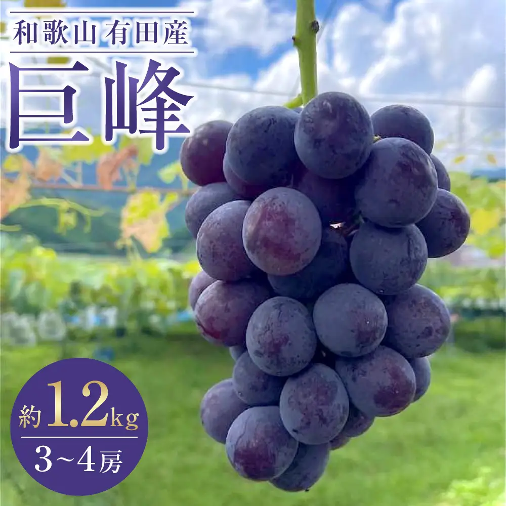 有田産 巨峰 1.2kg 3~4房 フルーツ 巨峰 ［2026年8月下旬以降発送］ 先行予約 和歌山 