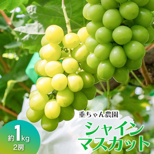 【令和8年産先行予約】 大人気 シャインマスカット　約1kg（ 2房 ） 山形県鶴岡産　重ちゃん農園
