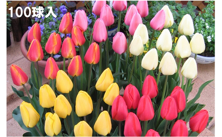 チューリップ球根（特大球）セット　100球入 植物 