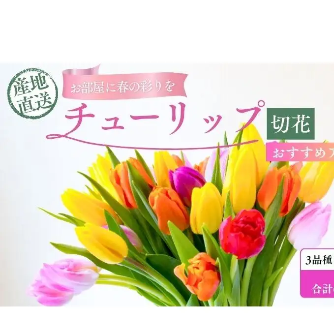 フラワーファームしろねのチューリップ切花30本おすすめアソート（3品種×各10本） チューリップ 花束 植物 フラワー 花  