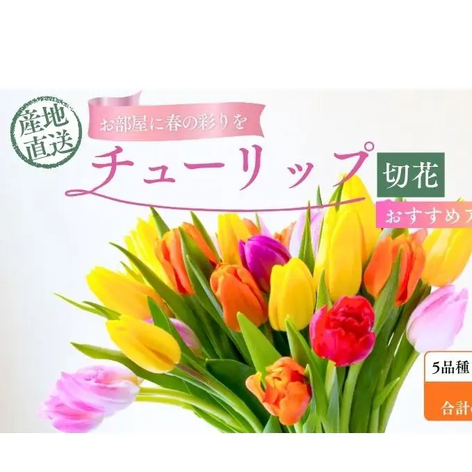 フラワーファームしろねのチューリップ切花50本おすすめアソート（5品種×各10本） 植物 花束 