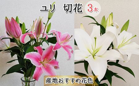 フラワーファーム しろねのユリ 切花3本（産地おすすめ花色）10月発送 植物 切り花 ゆり 白い花 ピンクの花 花束 