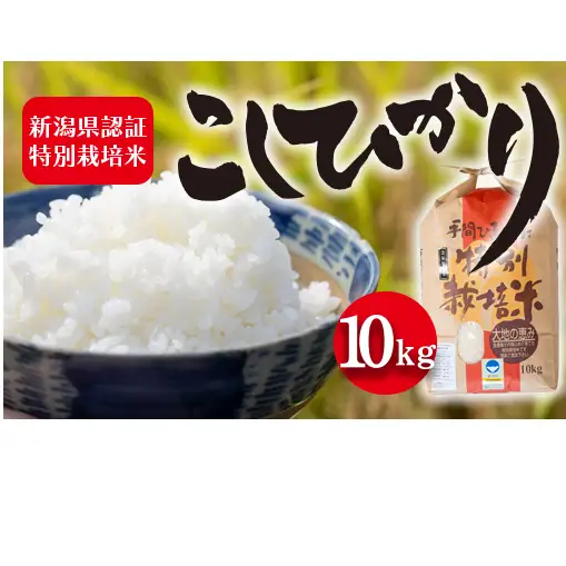 令和7年度産 新潟県認証特別栽培米 コシヒカリ10kg お米 白米 ライス 精米 ご飯 新潟県産 新潟市産 おにぎり お弁当 和食 ブランド米 お米の王様 もっちり 粘り 強い 甘み 旨み 