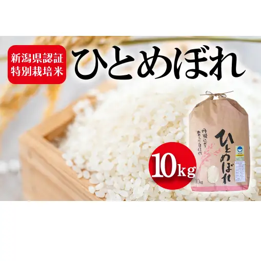 令和7年度産 新潟県認証特別栽培米 ひとめぼれ10kg お米 白米 ライス 精米 ご飯 新潟県産 おにぎり お弁当 和食 ブランド米 粘り 甘み 旨み 