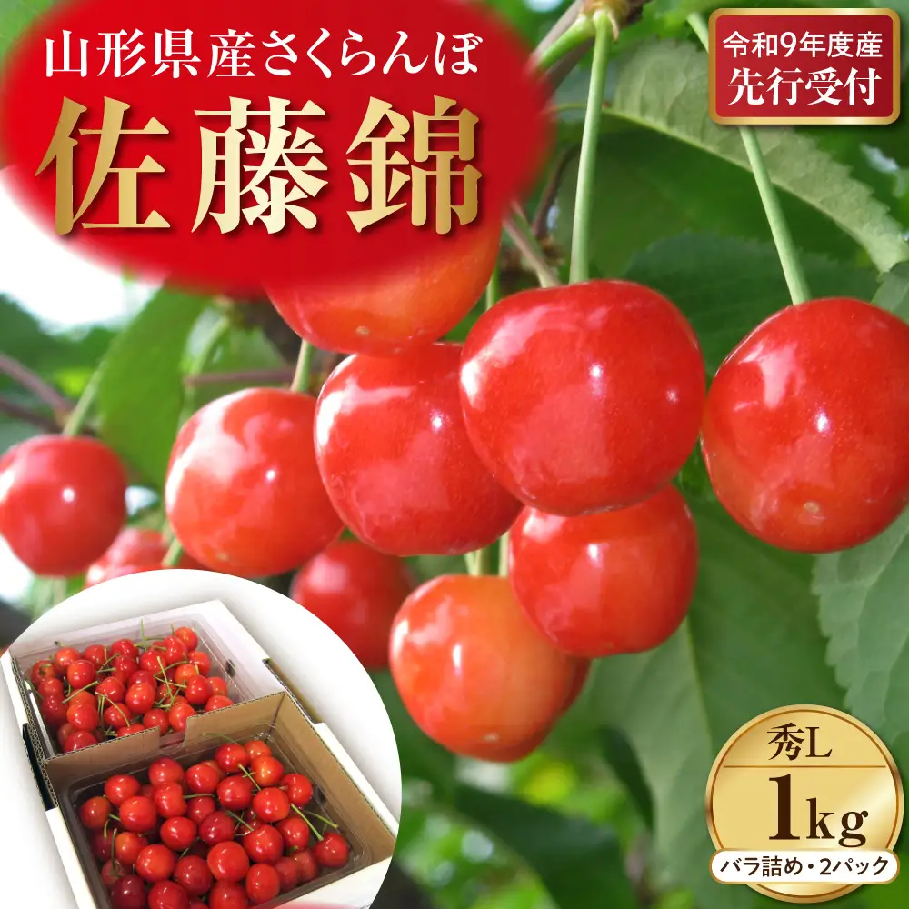 さくらんぼ 佐藤錦 秀L 1kg 令和9年産 先行予約 さくらんぼ