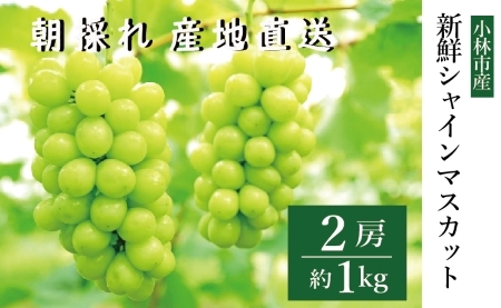 【数量限定】新鮮シャインマスカット2房 1kg程度（国産 フルーツ ぶどうブドウ 果物 くだもの 旬 2026 限定） 